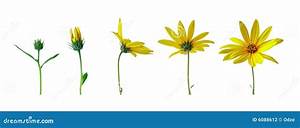 958 Flower Growth Stages Stock Photos Free Royalty Free Stock