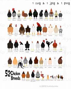 52 Breeds Of Chicken Chart Svg Jpg Png 1620 39 39 Etsy Singapore