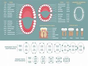 Tooth Eruption And Loss