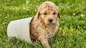 Mini Goldendoodle Size Chart Puppy Milestones What To Expect