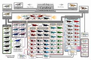 Caridina Shrimp Chart