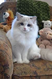 918 Best Ragdoll Images On Pinterest Cats Pets And Window