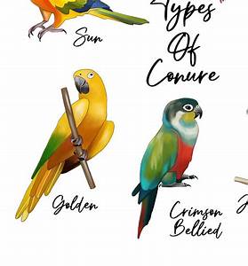 Conure Chart Print Conure Print Tropical Parrot Gift Etsy Uk