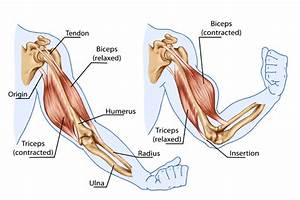 Yoga Teacher Central Pose Examples Of Movement Types Muscle Pairs In