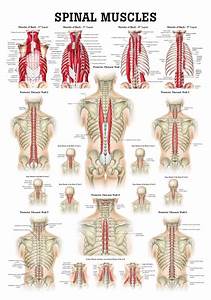 Muscles Of The Spine Laminated Anatomy Chart Yoga Anatomy 