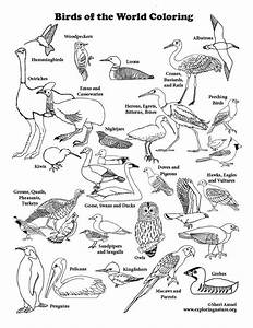 Learn About Birds On Exploringnature Org Bird Coloring Pages