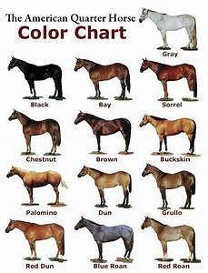 Horse Color Chart Kindergarten Kiddies Pinterest Horse Horse