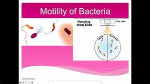 Motility Of Bacteria Lab Hanging Drop Slide Youtube