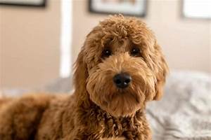 Goldendoodle Sizes Chart And Growth Pattern
