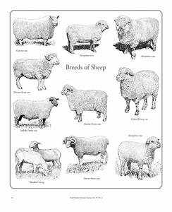 Breeds Of Sheep Small Farmer 39 S Journalsmall Farmer 39 S Journal