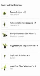 After A Bad Experience Trying To Order Plants From My Lfs Buce Plant