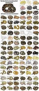 Toute La Génétique Du Python Regius Ball Python Morphs Pet Snake