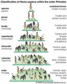 Phylogenetic Tree Of Hominid Evolution Google Search Magsa
