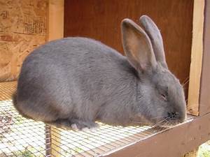 Flemish Giant Rabbit Facts Temperament Care Pictures