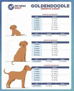 Mini Goldendoodle Growth Chart