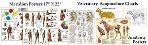 Acupuncture Posters Charts Meridians Acupuncture Charts Shiatsu