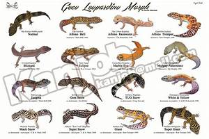 26 Awesome Leopard Gecko Morphs List Images Geckos Leopard Gecko