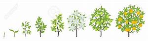 Lemon Tree Growth Stages Ripening Period Progression Fruit Tree Life