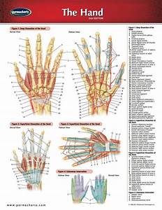 Hand Chart Human Hand Medical And Anatomy Quick Reference Guide
