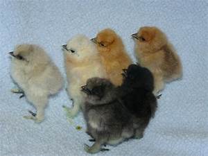 Silkie Chick Colors Backyard Chickens Learn How To Raise Chickens