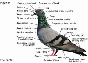 Facts About Pigeons We Care About Birds