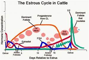 Cattle Estrous Cycle Chart Livestock Cattle