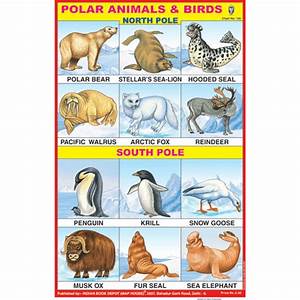 Polar Animals Chart Size 12x18 Inchs 300gsm Artcard
