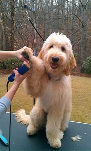 Goldendoodle Haircut Pictures He Loves His Haircut Such A Good Boy