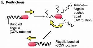 The Mechanism Behind Bacterial Prokaryotic Motility Hubpages
