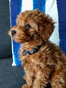 Toy Poodle Growth Chart Height Wow Blog