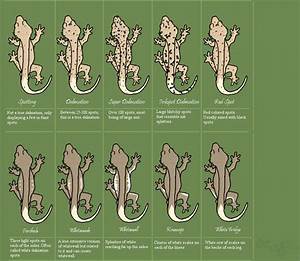 Leopard Gecko Weight Chart