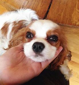 Everything About Cavalier King Charles Spaniel Size