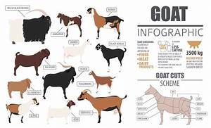 The Goat Breed Guide The Happy Chicken Coop