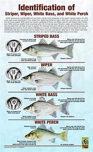 Striper Hybrid White Bass White Perch Fishing Tips Striper