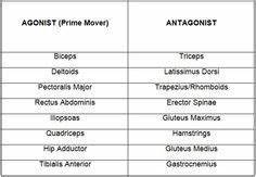 Agonist Antagonist Muscle Pairs Chart Google Search мышцы