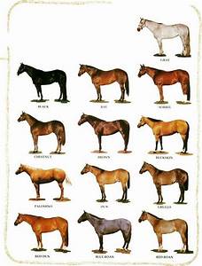 Pin By Ramona Weeks On Horse Education Horse Color Chart American