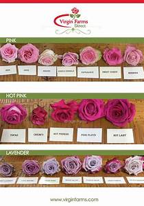 Rose Variety Comparison Chart Pink Pink Lavender Pink