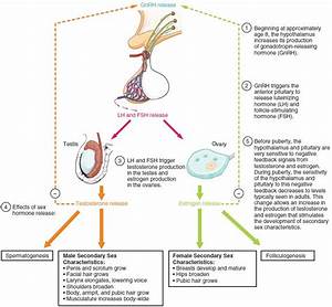 Development Of The And Female Reproductive Systems Biology Of Aging