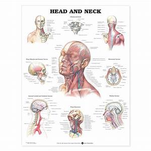 Head And Neck Chart 6022