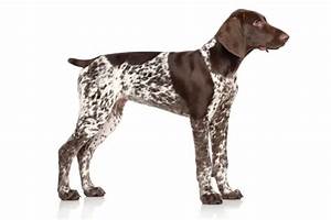 How Long Should A German Shorthaired Pointer S Be Active Dog Breeds