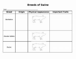 Swine Breed Chart Notes By The Little Barn Owl Tpt