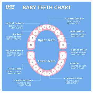 Baby Tooth Chart Teething Chart Baby Teething Chart