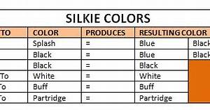 Amber Waves Bearded Bantam Silkies Silkie Colors