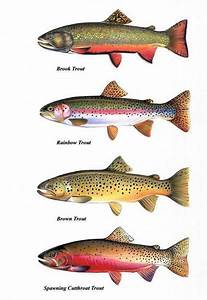 trout chart prints brook trout cutthroat trout by fishartcreations