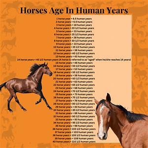 How Old Is Your Horse In Human Years This Is Crazy
