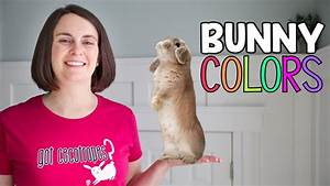 Holland Lop Color Guide With Photos Ohio Holland Lops