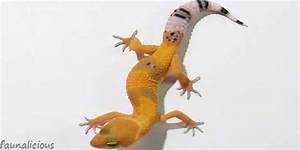 Leopard Gecko Morphs Color Mutations Happen In Geckos Faunalicious
