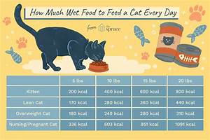 How Much Food To Feed A Cat Every Day Cat Food Cat Food Cats