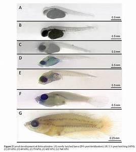 Betta Genetics Color And Form Inglorious Bettas