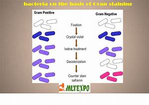 Gram Stain Bacteria Chart